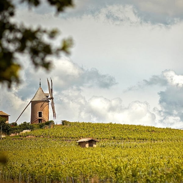 Cru du Moulin-à-Vent